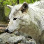 Lakota Wolf Preserve