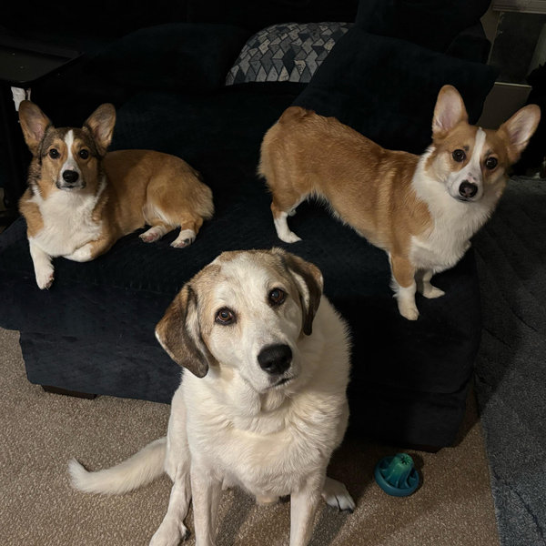 Our Corgi, Cat, and Beau Fund ❤️