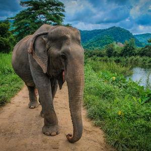 Elephant Experience