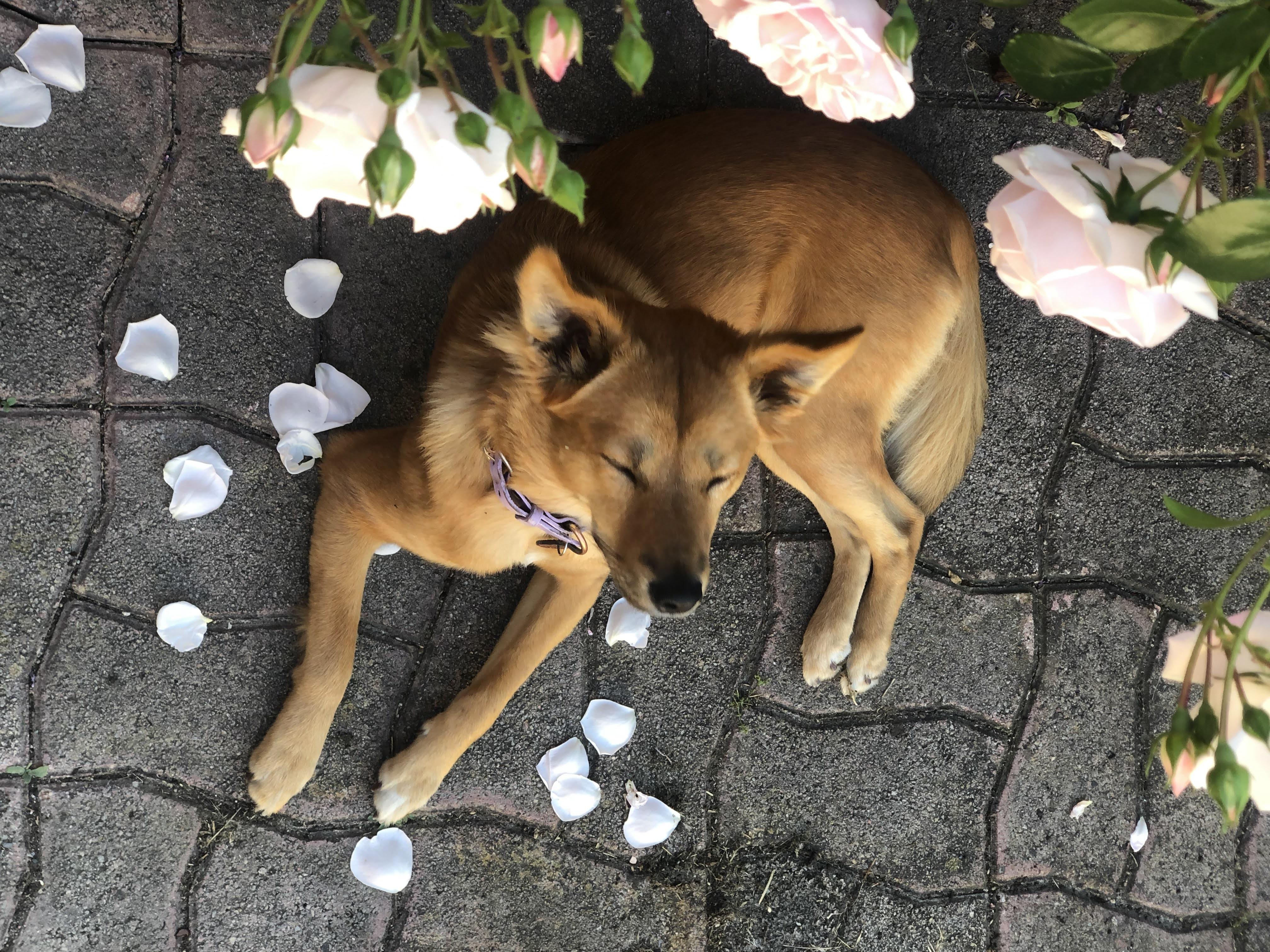 The Wedding Website of Danielle Walshe and Alexander Renner