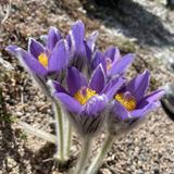 Denver Botanic Gardens