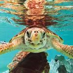Gumbo Limbo Nature Center