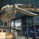 New Bedford Whaling Museum