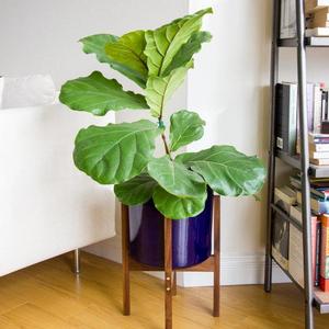 objectorienteddesign - Medium Mid-century Modern Walnut & Brass Planter, Plant Stand with 10" Deep Blue Ceramic