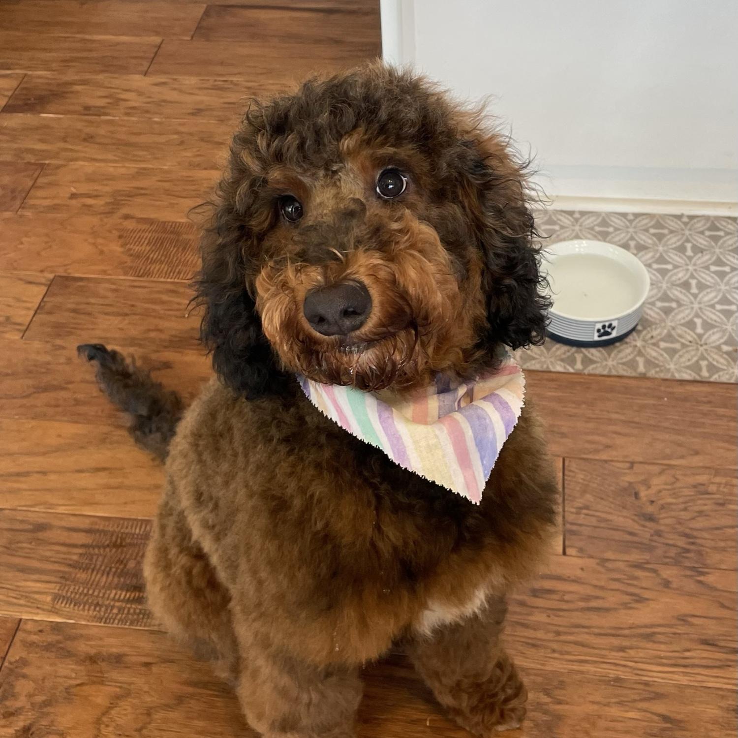 This is Goose! He is Nick and Sam Cicciari’s dog, and we love him very much but we don’t have a pic of just the three of us!