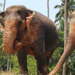 Samui Elephant Sanctuary Bophut