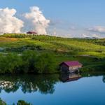 Mercier Orchards