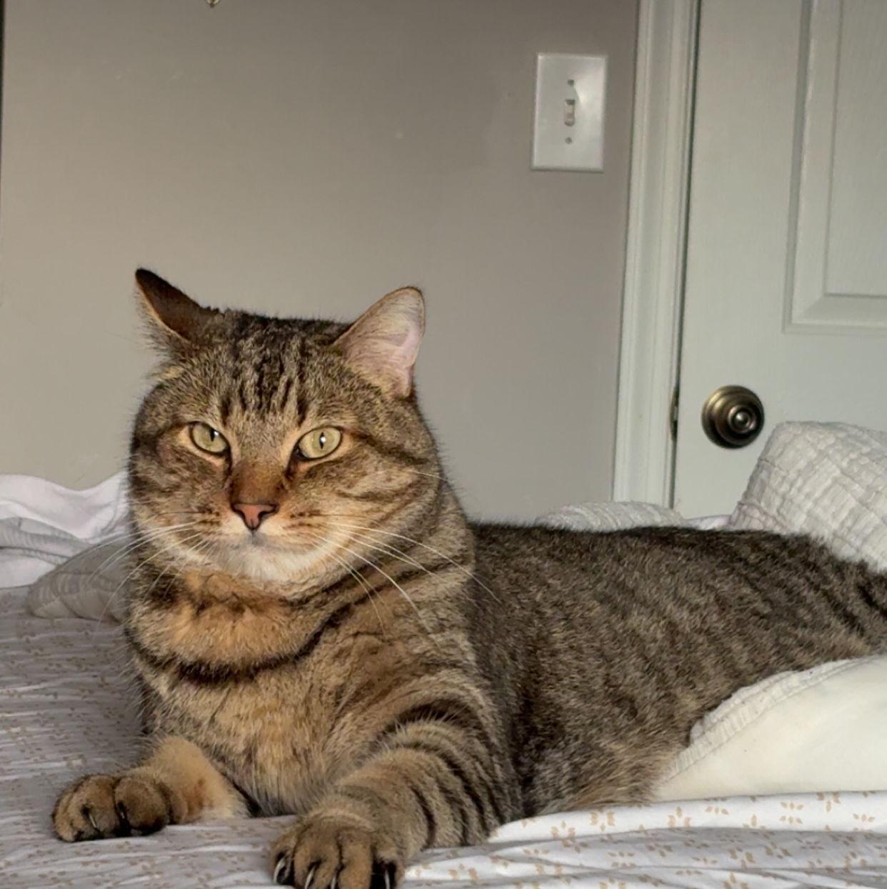 Our purrfect son.