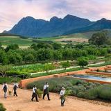 Babylonstoren Wine Estate