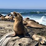 Children’s Pool La Jolla