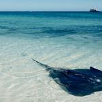 Hamelin Bay