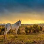 New Forest National Park