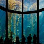 Monterey Bay Aquarium