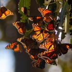 Monarch Butterfly Grove
