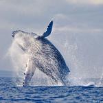 First Chance Whale Watch