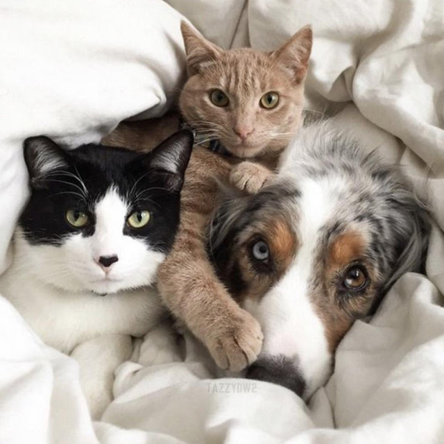Fur Baby Fund