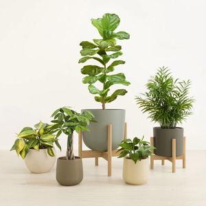 Plants! (for after we move...)