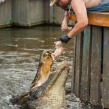 Gatorland