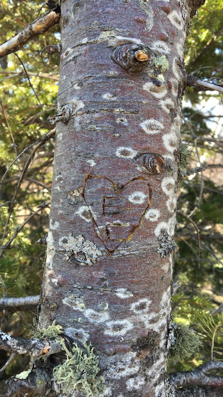 The tree we carved our initials into on our first date!