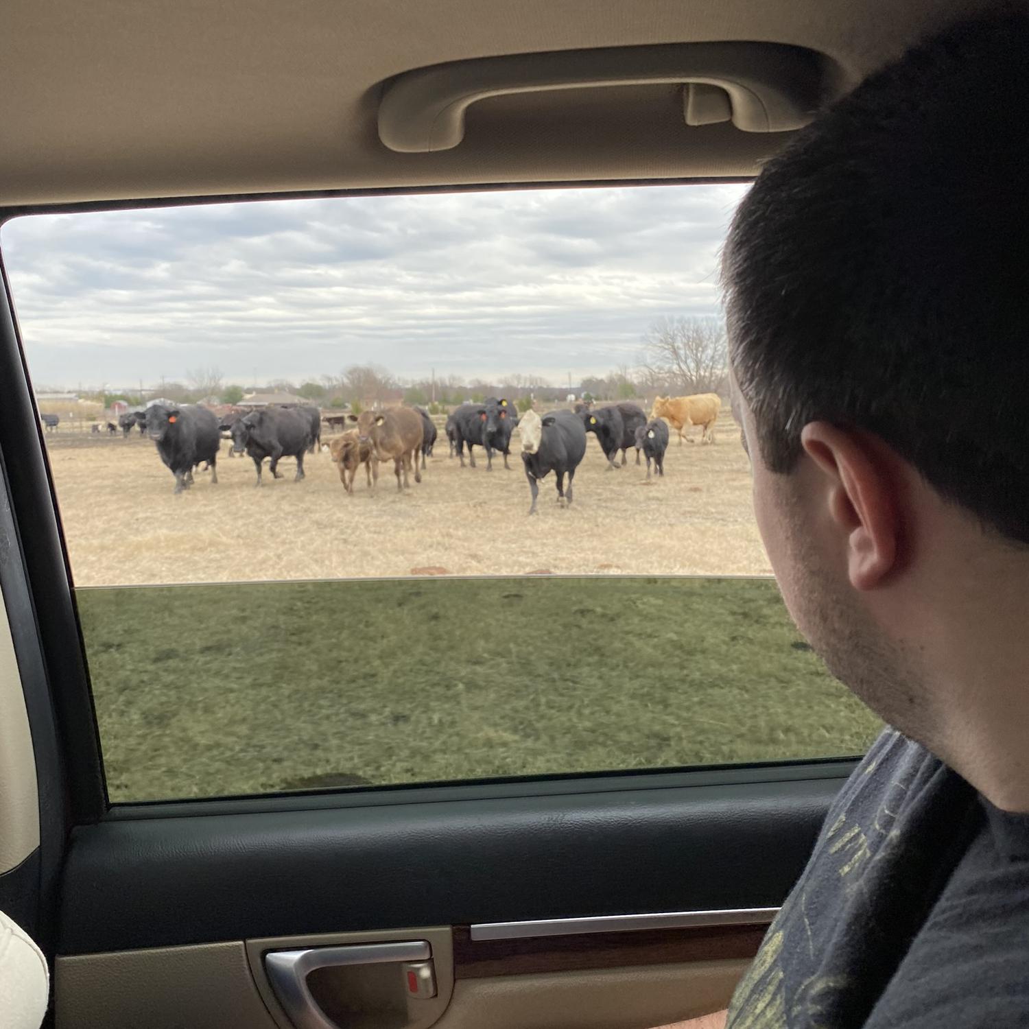 Driving out to a farm to shoot guns with Pearce’s uncle and the cows thought we were coming to feed them!