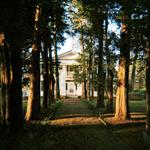 Rowan Oak