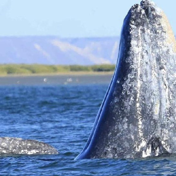 San Ignacio Whale Watching Tour
