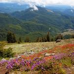 Marys Peak View Point