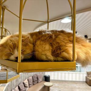 Coffee at the Cat Cafe