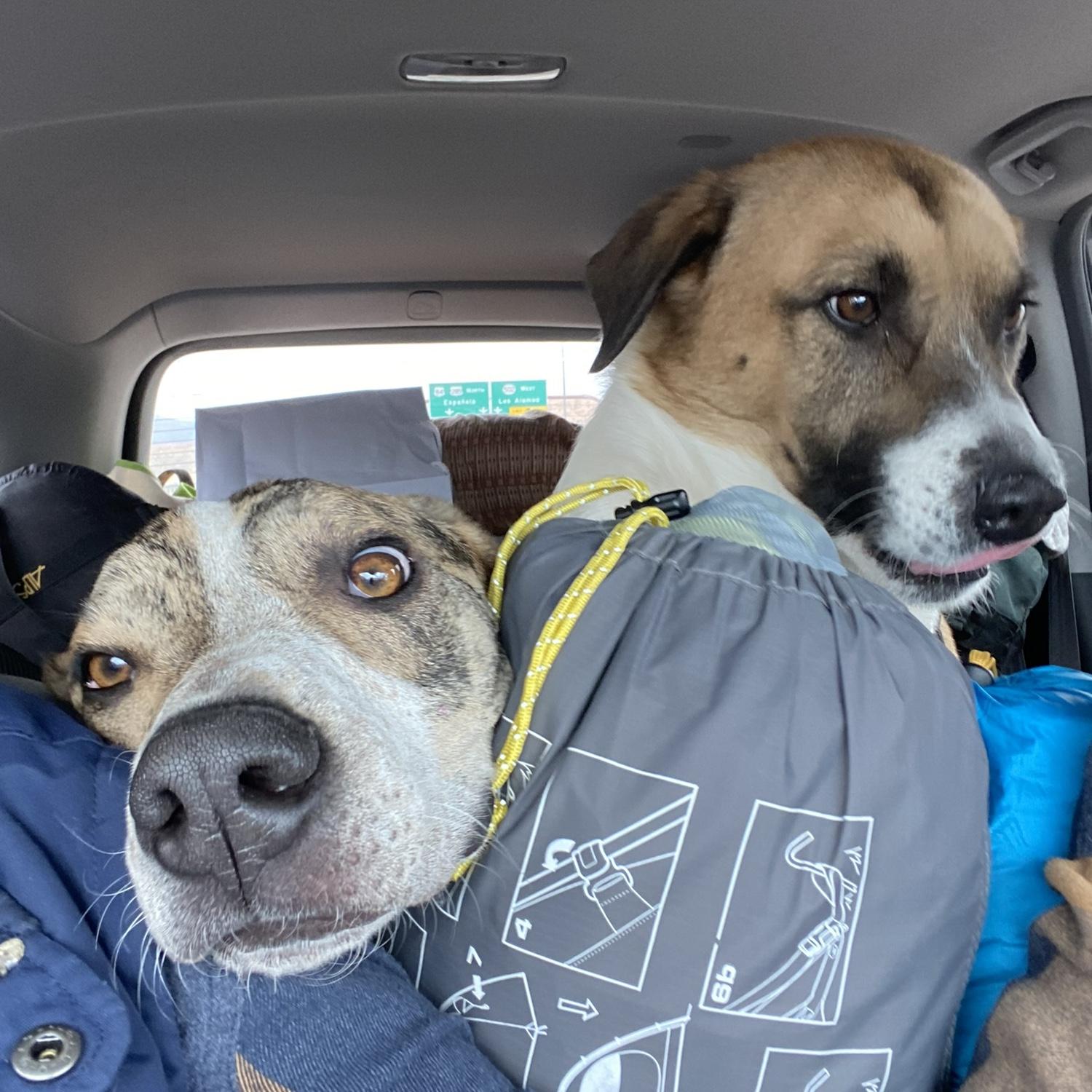 We love road tripping with our boys, Disco (left) and Archer (right)!