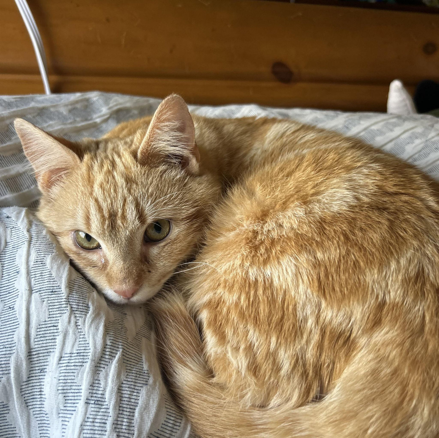 Our first cat, "Kraft"