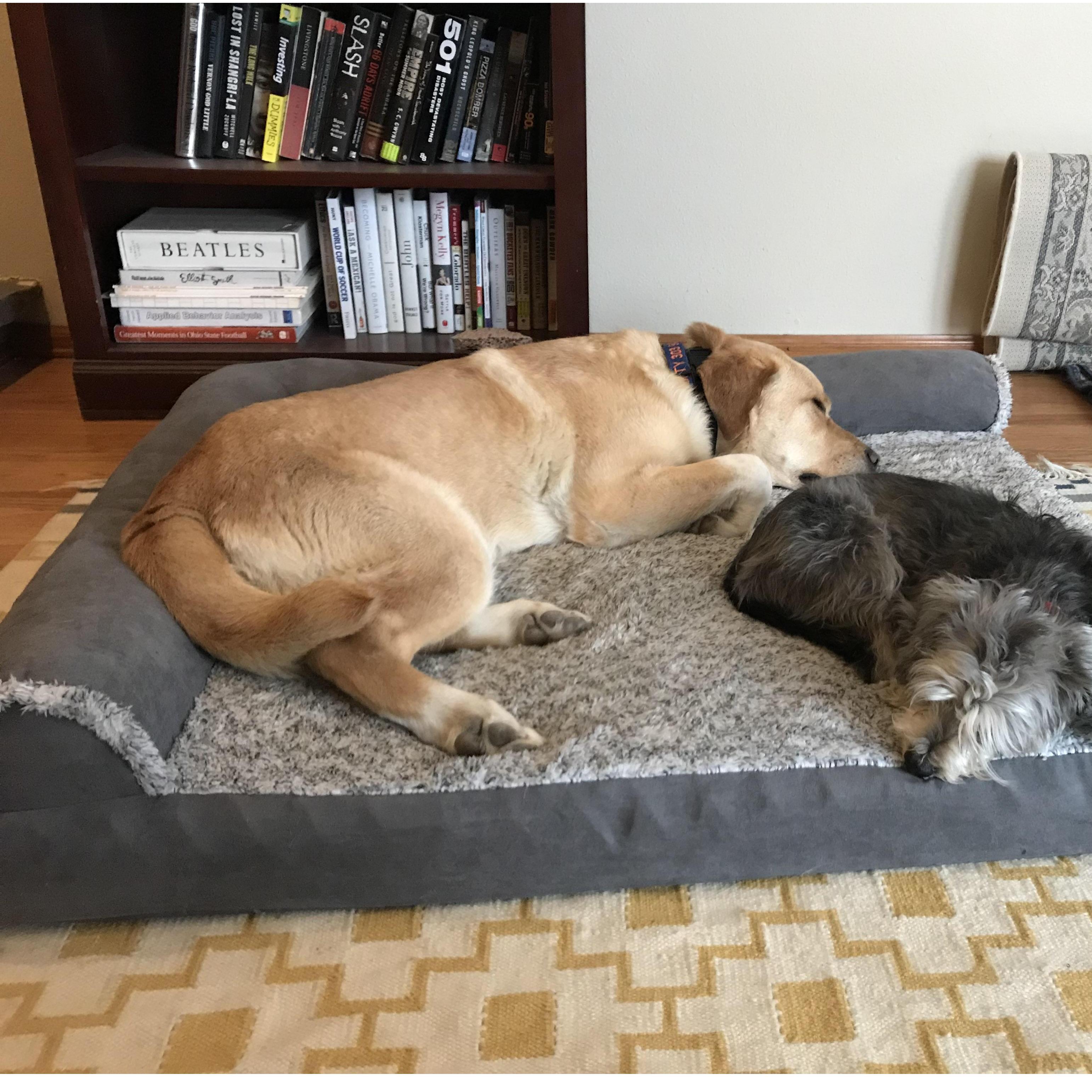 Kings of the castle, Monty and Max