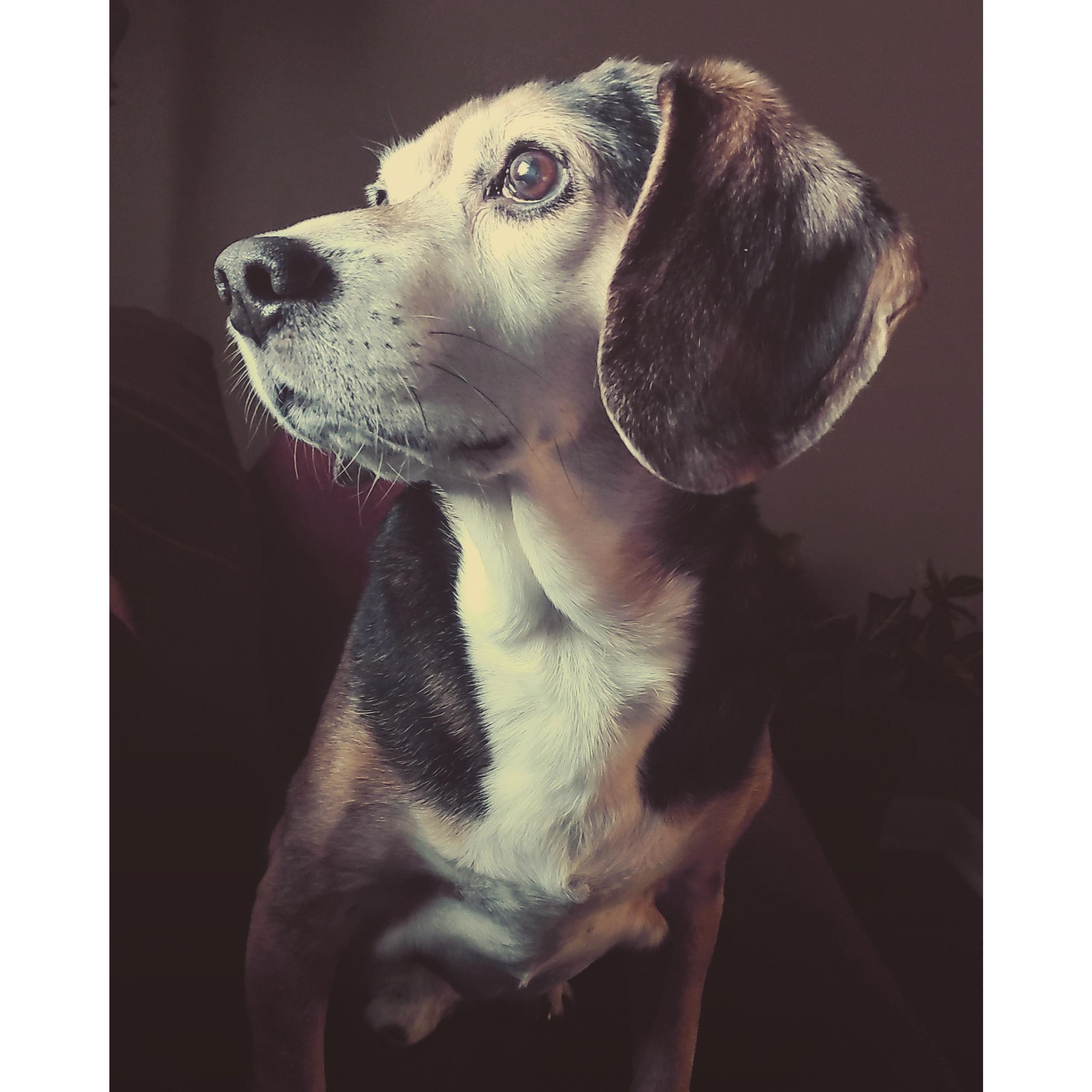 Our sweet puppy will not be joining us as he is terrified of people.. much like Jeffrey!