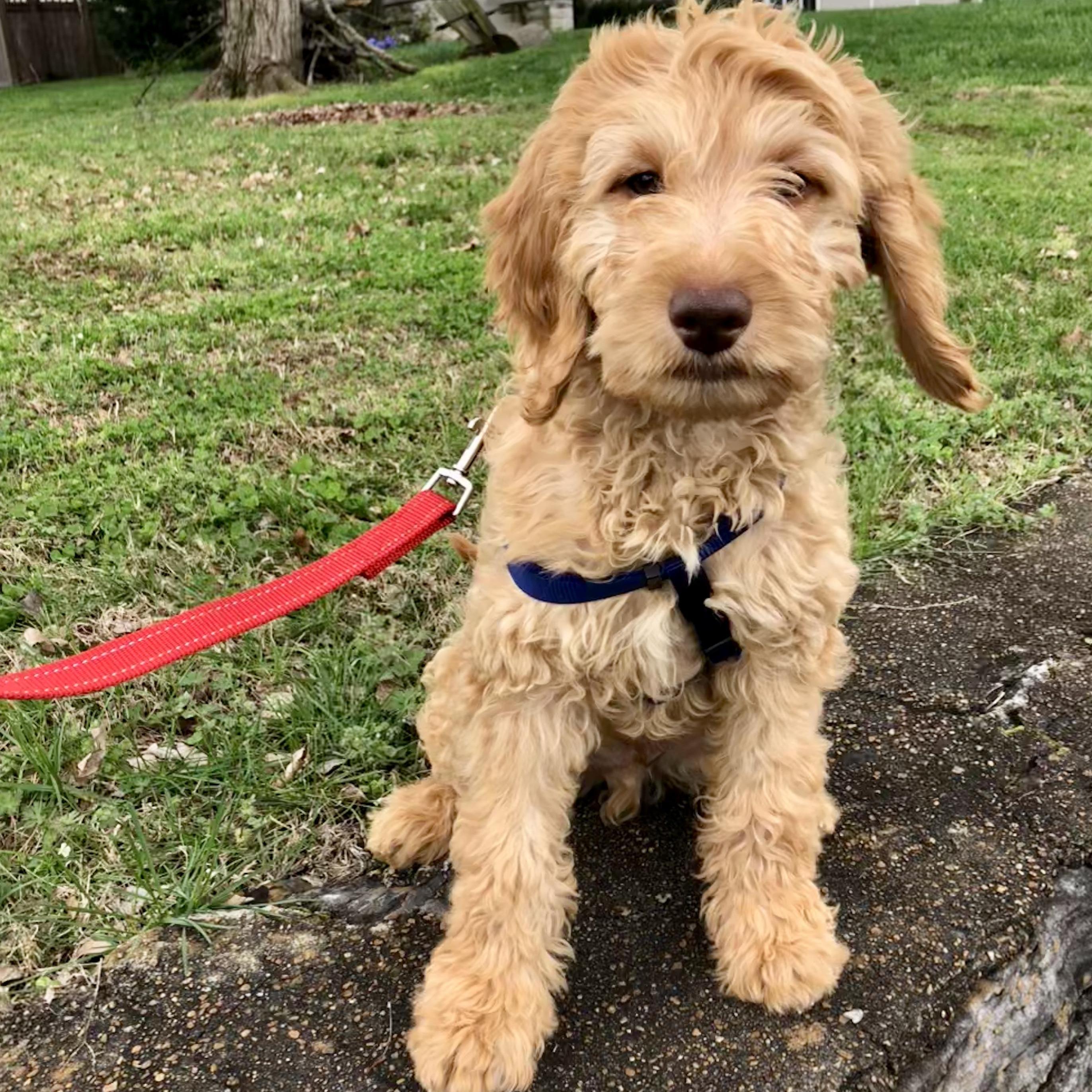 Our fur child Miles Davis Brown