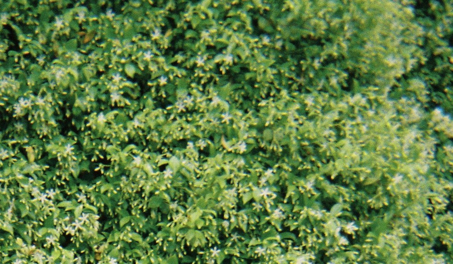Footer image