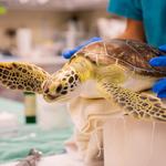 Georgia Sea Turtle Center