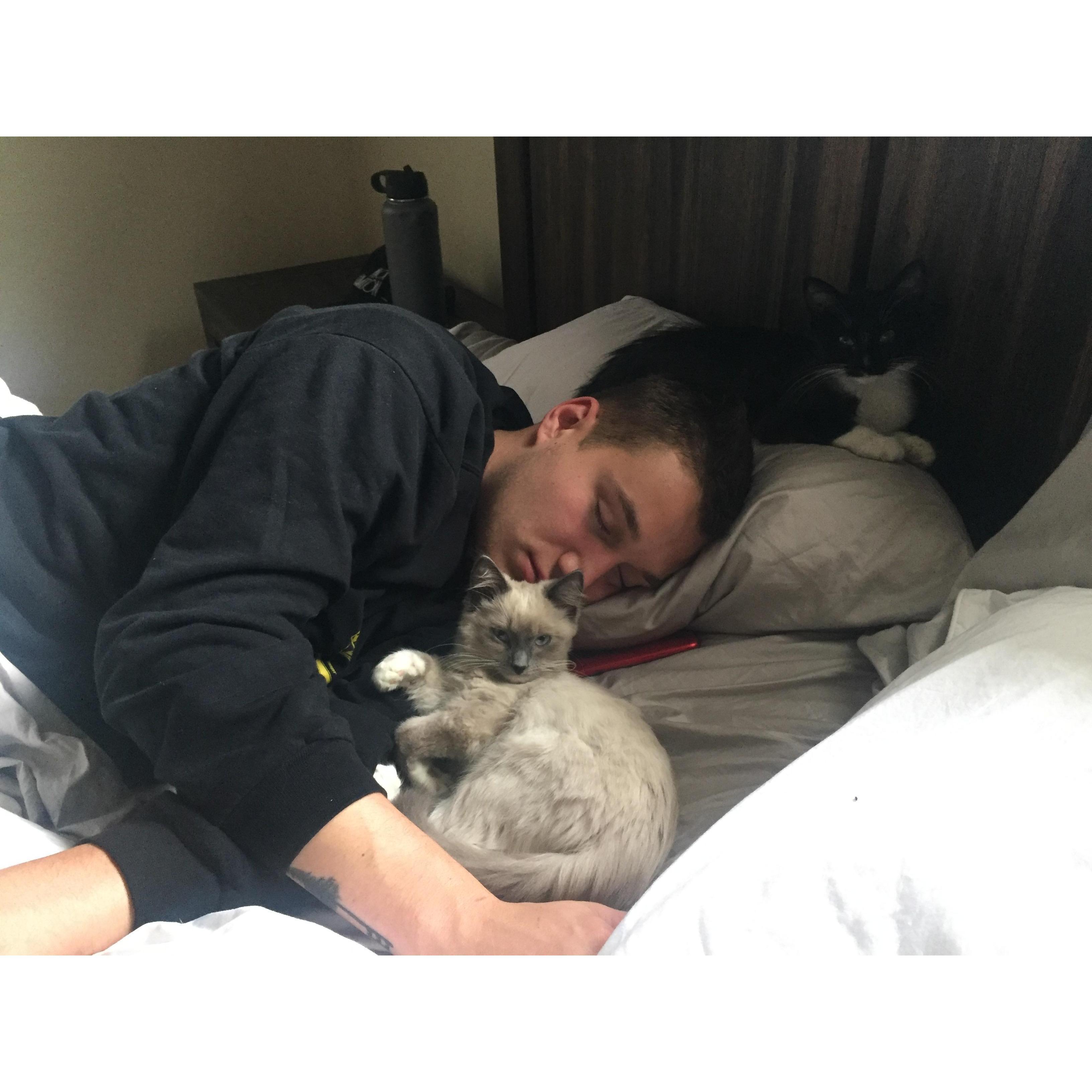 Dad asleep with his kitten babies - 2018