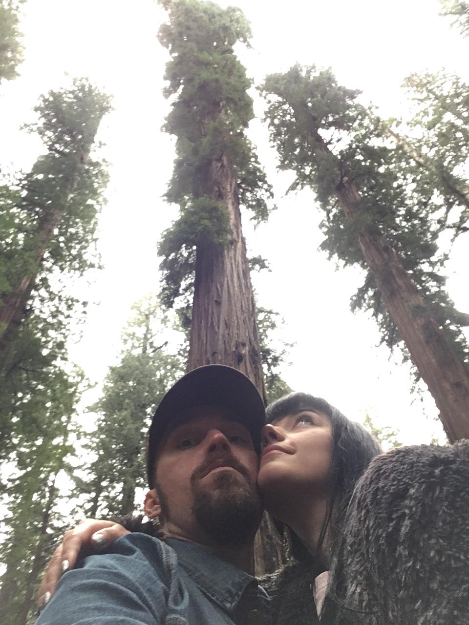 California Redwoods
