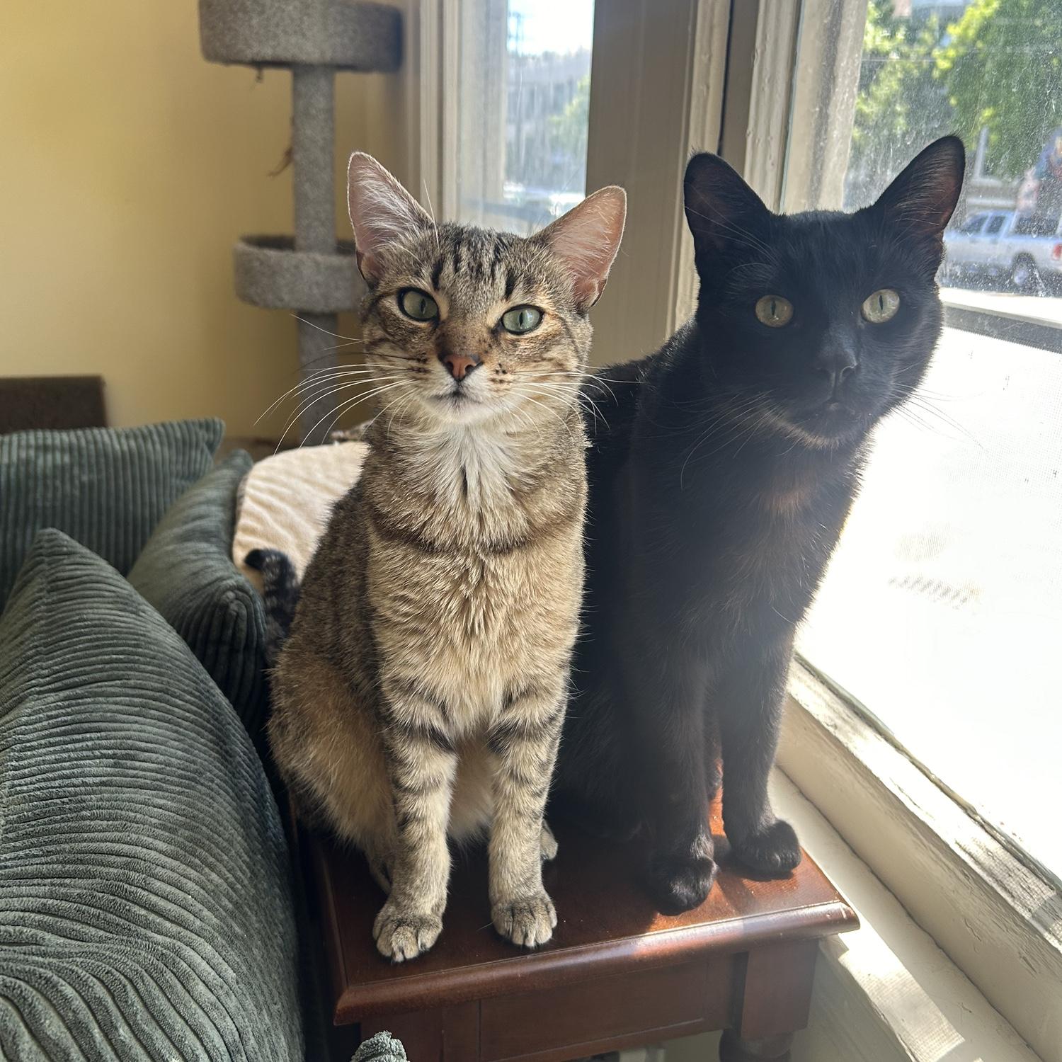 Our two kitties, Junebug and Edward