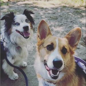 Seattle Humane Society Donation