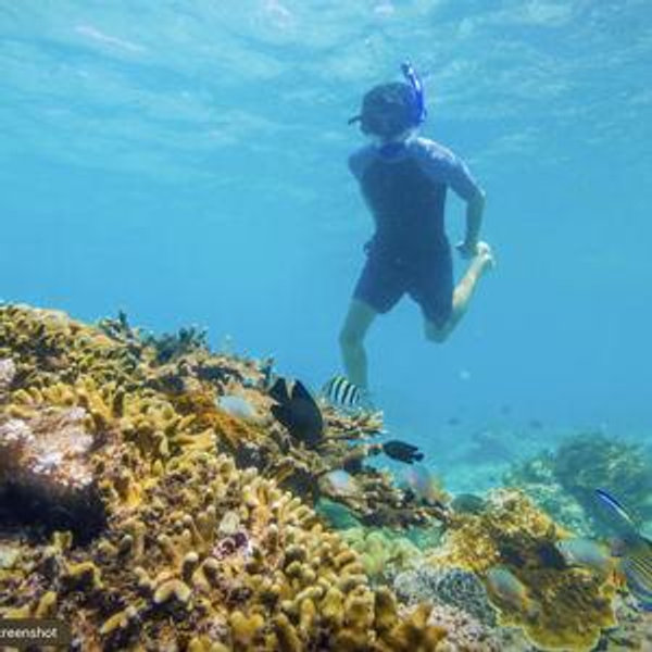 Roatan Snorkeling and Sloth Excursion