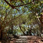 The Nature Conservancy Blowing Rocks Preserve