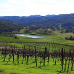 North SLO County Vineyards