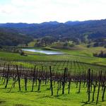 North SLO County Vineyards