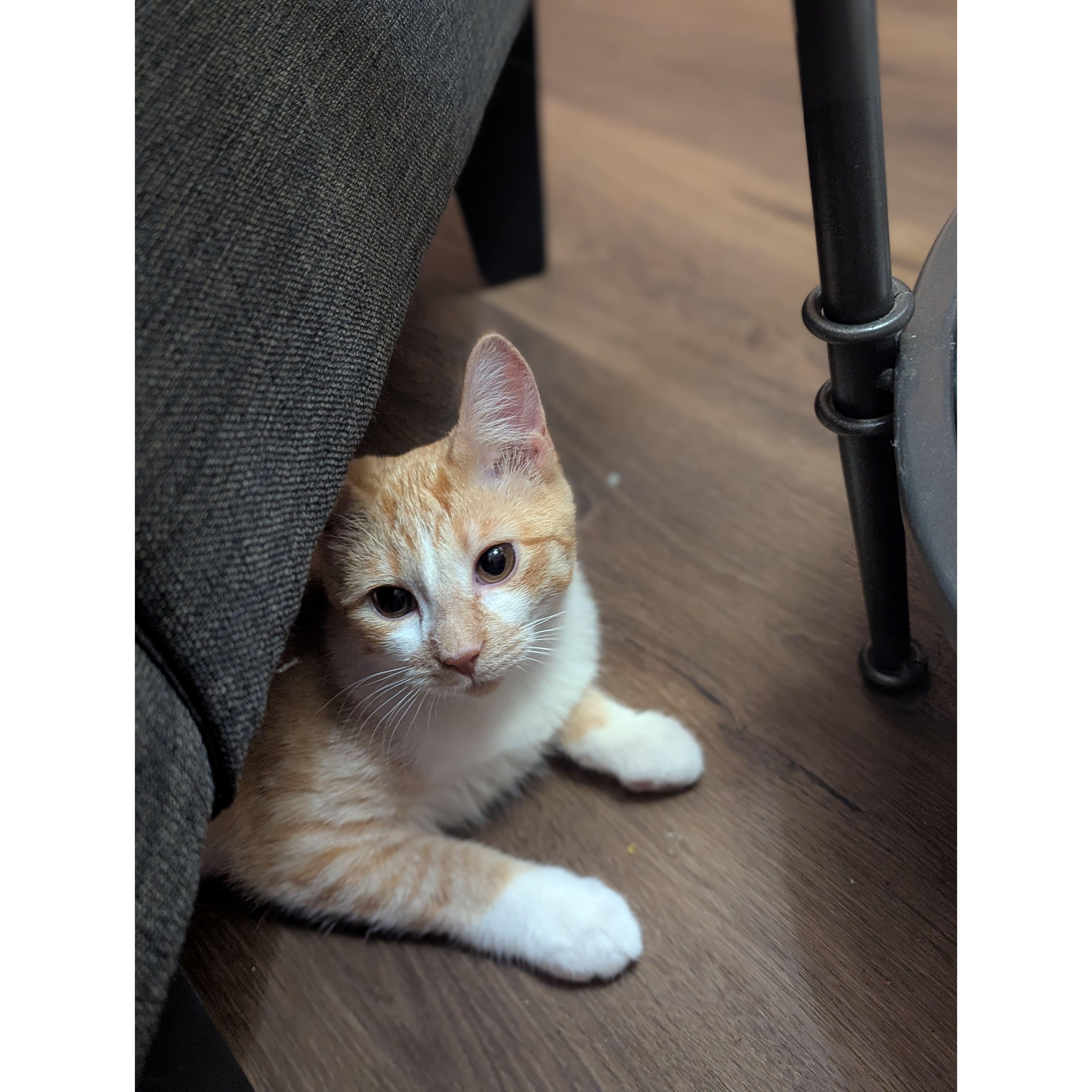 February 2025 - Adopted their second cat, Ella