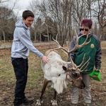 Shortsville Reindeer Farm, LLC