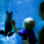 OdySea Aquarium & Butterfly Wonderland