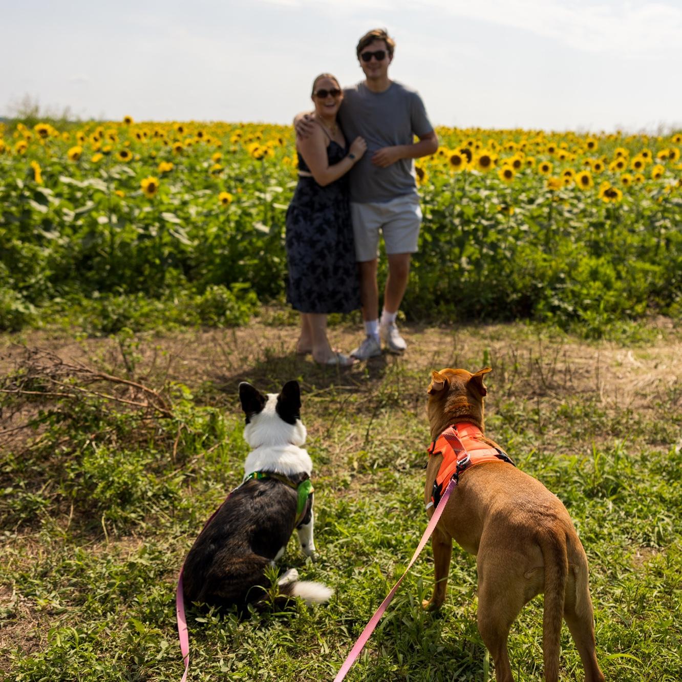To the dogs, this was probably just another walk outside.