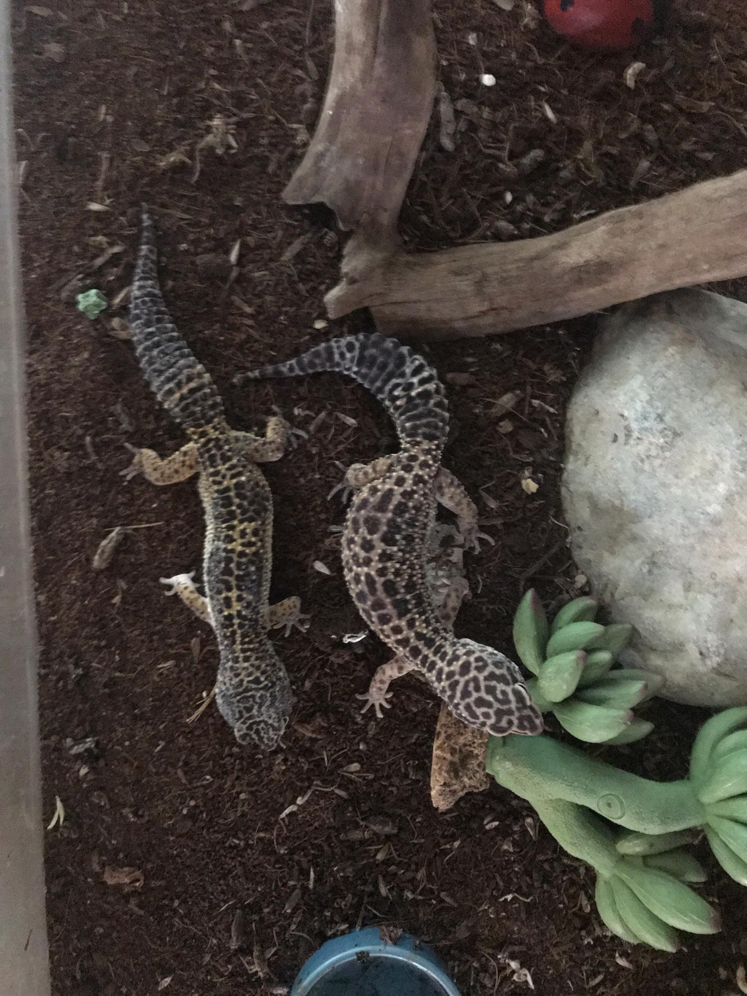 Our two leopard geckos, Huffle and Puff