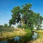Kaweah Oaks Preserve - Sequoia Riverlands Trust