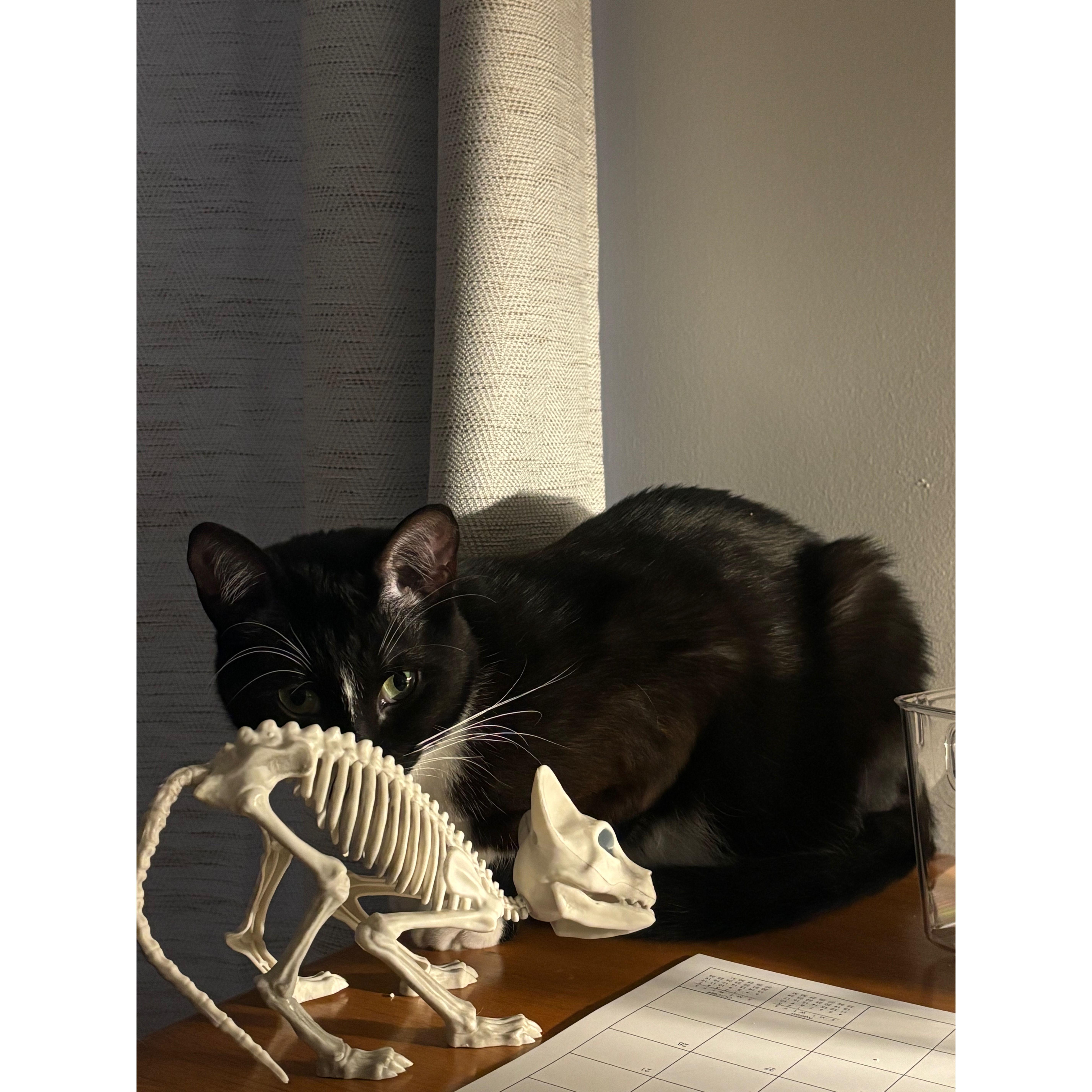 Spooky halloween kitty